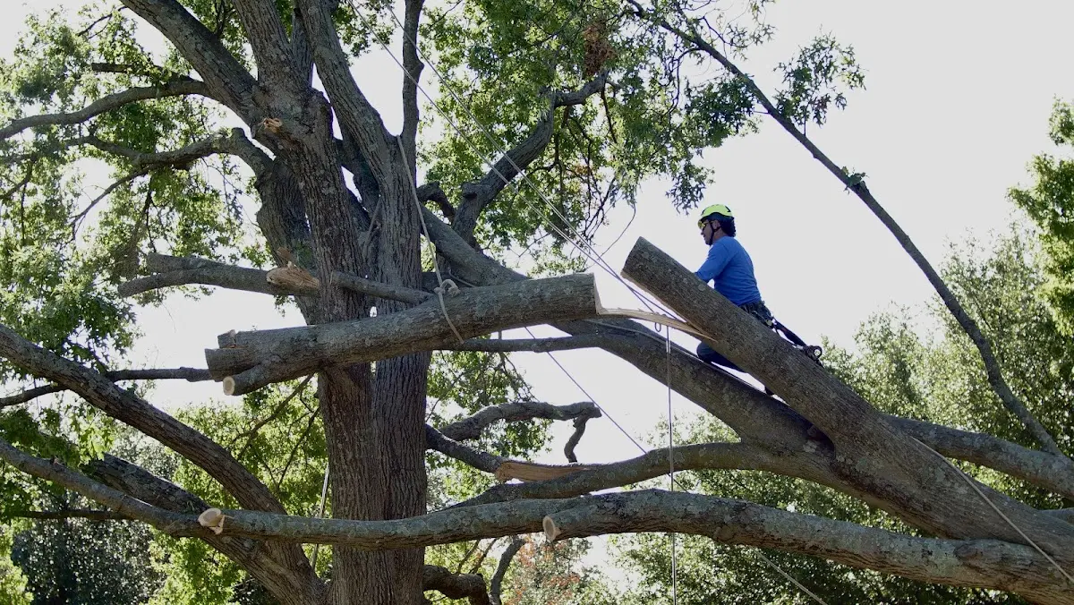 Professional Crown Thinning performed by certified arborists in Chesterton