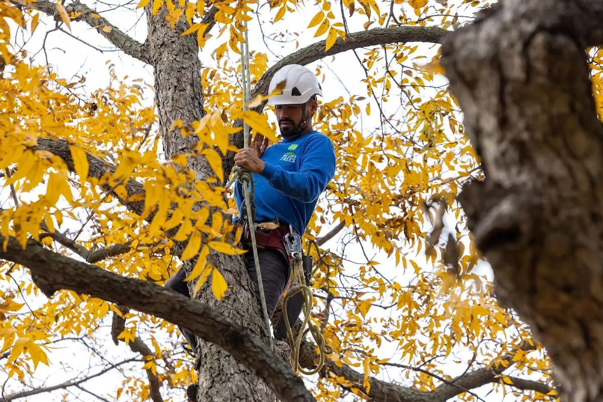 Skilled Tree Planing crew working in Chesterton